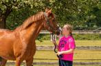 Verzorg/bijrijd pony gezocht omgeving enschede!!!, Dieren en Toebehoren, Ophalen of Verzenden, Nieuw