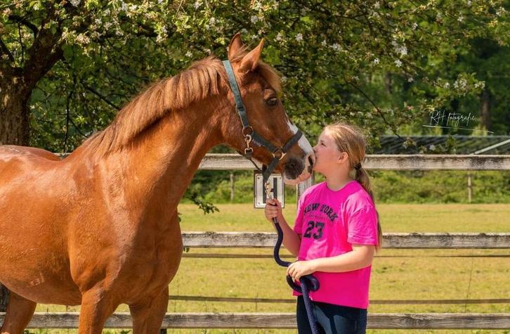Verzorg/bijrijd pony gezocht omgeving enschede!!!, Dieren en Toebehoren, Paarden en Pony's | Verzorgingsproducten, Nieuw, Ophalen of Verzenden