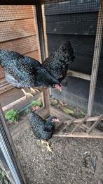 Barnevelders., Dieren en Toebehoren, Pluimvee, Vrouwelijk, Kip