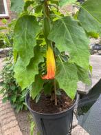 brugmansia, Volle zon, Vaste plant, Zomer, Ophalen