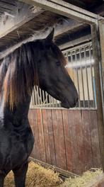 Veel belovende friese hengst vol papier sterke moederlijn, Dieren en Toebehoren, Paarden, Minder dan 160 cm, 0 tot 2 jaar, Hengst