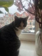 Warm huisje voor dit lieve beestje, Dieren en Toebehoren, Katten en Kittens | Overige Katten, Poes