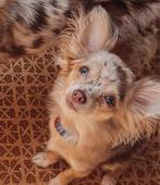 Chihuahua Red Merle, Dieren en Toebehoren, Honden | Chihuahua's en Gezelschapshonden, 15 weken tot 1 jaar, Teef, Eén hond, Chihuahua