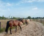 Gezocht stukje GROND/LAND/ OUDE PAARDENSTAL