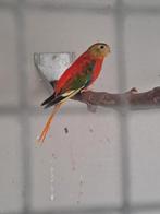 Gezocht turquoisine parkieten, Dieren en Toebehoren, Vogels | Parkieten en Papegaaien, Meerdere dieren, Parkiet, Geringd