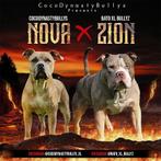 Amerikaanse bully XL pups - Abkc stamboom, Nederland, Rabiës (hondsdolheid), Overige rassen, 8 tot 15 weken