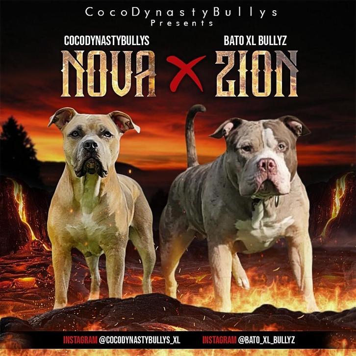 Amerikaanse bully XL pups - Abkc stamboom, Dieren en Toebehoren, Honden | Herdershonden en Veedrijvers, Meerdere dieren, Overige rassen