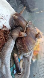 Grote agaat slak te koop, Dieren en Toebehoren, Reptielen en Amfibieën, Tam, 0 tot 2 jaar
