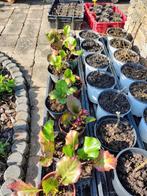 Schoenlappersplant, Tuin en Terras, Ophalen, Zomer, Halfschaduw
