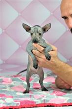 Mexicaanse naakte hond Xoloitzcuintli, Xolo, Rabiës (hondsdolheid), Overige rassen, 8 tot 15 weken, Buitenland