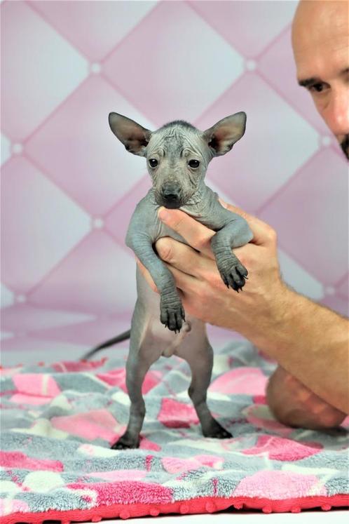 Mexicaanse naakte hond Xoloitzcuintli, Xolo, Dieren en Toebehoren, Honden | Herdershonden en Veedrijvers, Meerdere dieren, Overige rassen
