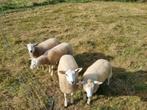 3 ooien en 1 ram swifter x Texelaar lammeren, Dieren en Toebehoren, Meerdere dieren, Schaap, 0 tot 2 jaar