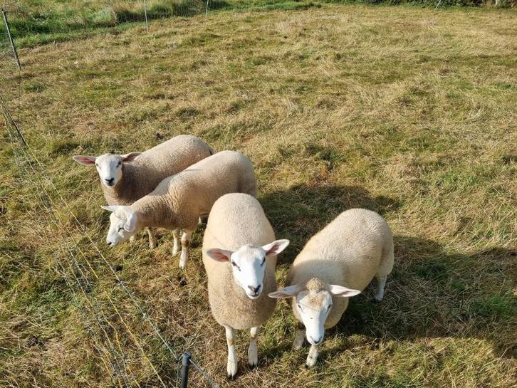 1 ooi en 1 ram swifter x Texelaar lammeren, Dieren en Toebehoren, Schapen, Geiten en Varkens, Schaap, Meerdere dieren, 0 tot 2 jaar