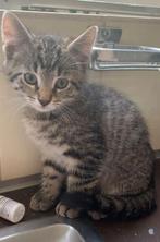 Een poesjes en 2 katertjes, Dieren en Toebehoren, Katten en Kittens | Overige Katten, Meerdere dieren