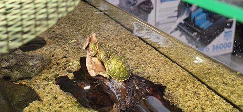 Baby Florida sierschildpad (Pseudemys nelsoni), Dieren en Toebehoren, Reptielen en Amfibieën, Schildpad, 0 tot 2 jaar, Tam