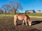 Haflinger merrie, Dieren en Toebehoren, Pony's, Merrie