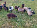 Wol.ouessant schapen  meerdere kleuren vilten spinnen, Dieren en Toebehoren, Schapen, Geiten en Varkens, Meerdere dieren, Schaap