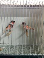 mooi koppel Harlekijnkanaries van 2025, Dieren en Toebehoren, Vogels | Kanaries, Meerdere dieren, Postuurkanarie