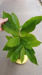 Paw Paw / Asimina triloba
winterharde fruitboom, Ophalen, Vaste plant, Halfschaduw, Zomer