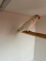 Witte Agapornis Fischeri zwart oog Pop, Vrouwelijk, Dwergpapegaai of Agapornis, Geringd