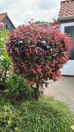 Prachtige rode beuk, Tuin en Terras, Ophalen, Zomer, Bolboom, 100 tot 250 cm