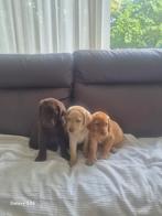 Te koop prachtige blonde en bruine labradorpups., Dieren en Toebehoren, Honden | Retrievers, Spaniëls en Waterhonden, Labrador retriever