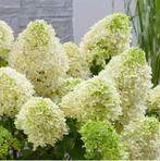 Pluimhortensia Skyfall, Ophalen of Verzenden, Hortensia, Struik, Minder dan 100 cm