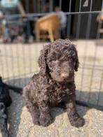 Te koop mooie chocolade bruine en zwarte labradoodle pups, Dieren en Toebehoren, Overige rassen, 8 tot 15 weken, CDV (hondenziekte)