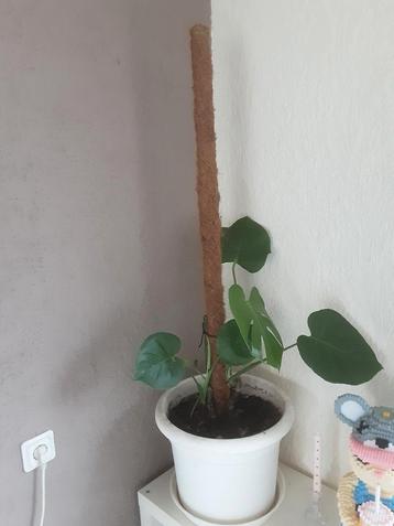 Mooie monstera deliciosa  moerplant  beschikbaar voor biedingen