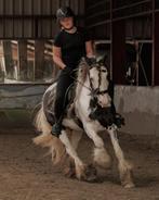 Verzorgpaard gezocht!, Dieren en Toebehoren, Stalling en Weidegang