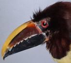 Opgezette Arassari ⚜ Toekan ⚜ Tropen vogel ⚜ Taxidermie, Dieren en Toebehoren, Meerdere dieren, Tropenvogel