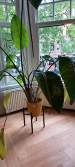 Te koop Strelitzia, Huis en Inrichting, Kamerplanten, Ophalen of Verzenden, Overige soorten, Minder dan 100 cm