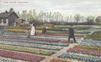Haarlem (bollenvelden), Ophalen of Verzenden, Voor 1920, Ongelopen, Noord-Holland