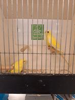 Elegant parkieten lutino, Meerdere dieren, Kleurkanarie