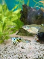 Mooie volwassen guppen 2,- p.s. guppies mix kleuren gup, Dieren en Toebehoren, Vissen | Aquariumvissen, Vis, Zoetwatervis, Schoolvis