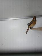 Rode kardinaal pop van 2025., Dieren en Toebehoren, Vogels | Overige Vogels, Vrouwelijk, Tropenvogel, Geringd