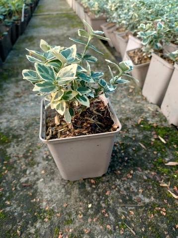 Euonymus Fort. Emerald gaiety beschikbaar voor biedingen