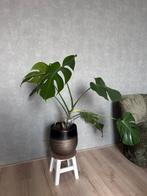 Monstera Deliciosa, Huis en Inrichting, Kamerplanten, Ophalen, Halfschaduw, Minder dan 100 cm