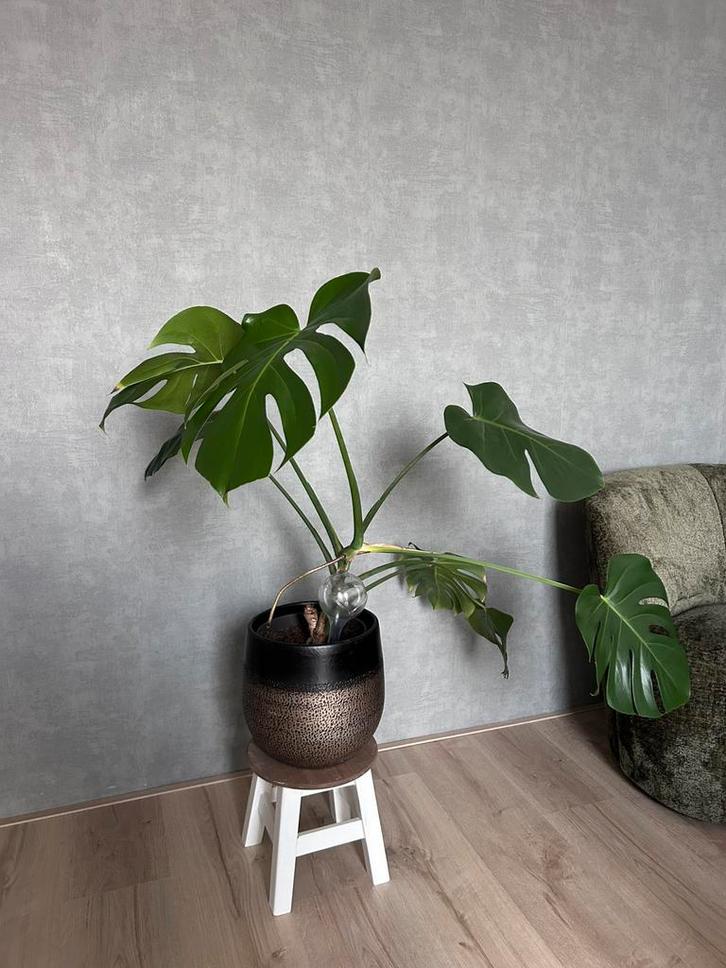 Monstera Deliciosa, Huis en Inrichting, Kamerplanten, Minder dan 100 cm, Halfschaduw, Ophalen