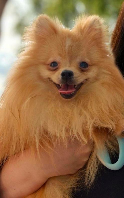Pomeriaan reu, Dieren en Toebehoren, Honden | Poolhonden, Keeshonden en Oertypen, Reu, Keeshond, Particulier, Eén hond, Nederland
