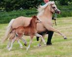 Welsh a hengstveulen, Dieren en Toebehoren, Pony's, Hengst, B pony (1.17m tot 1.27m), Gechipt, 0 tot 2 jaar