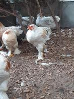 Te koop, Mannelijk, Kip