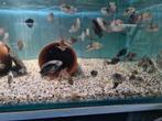 Jack Dempsey Cichliden, Rocio Octofasciata, Vis, Zoetwatervis