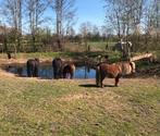 Stalling en weidegang, paddock paradise aangeboden voor pony, Dieren en Toebehoren, Stalling en Weidegang, Weidegang