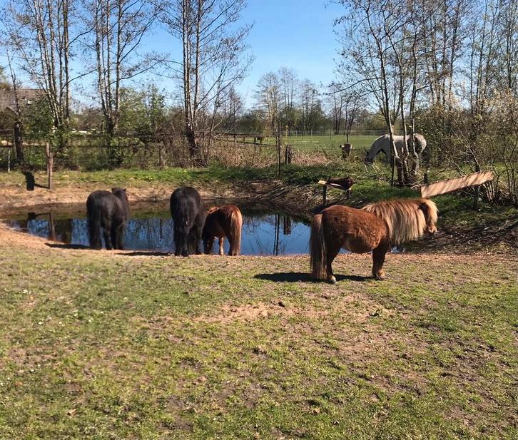Stalling en weidegang, paddock paradise aangeboden voor pony, Dieren en Toebehoren, Stalling en Weidegang, Stalling, Weidegang