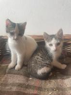 Te koop kittens, Dieren en Toebehoren, Katten en Kittens | Overige Katten, Meerdere dieren, 0 tot 2 jaar