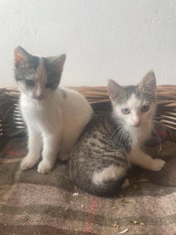 Te koop kittens beschikbaar voor biedingen