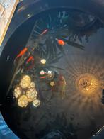 Vissen en toebehoren, Dieren en Toebehoren, Ophalen, Gebruikt, Overige typen