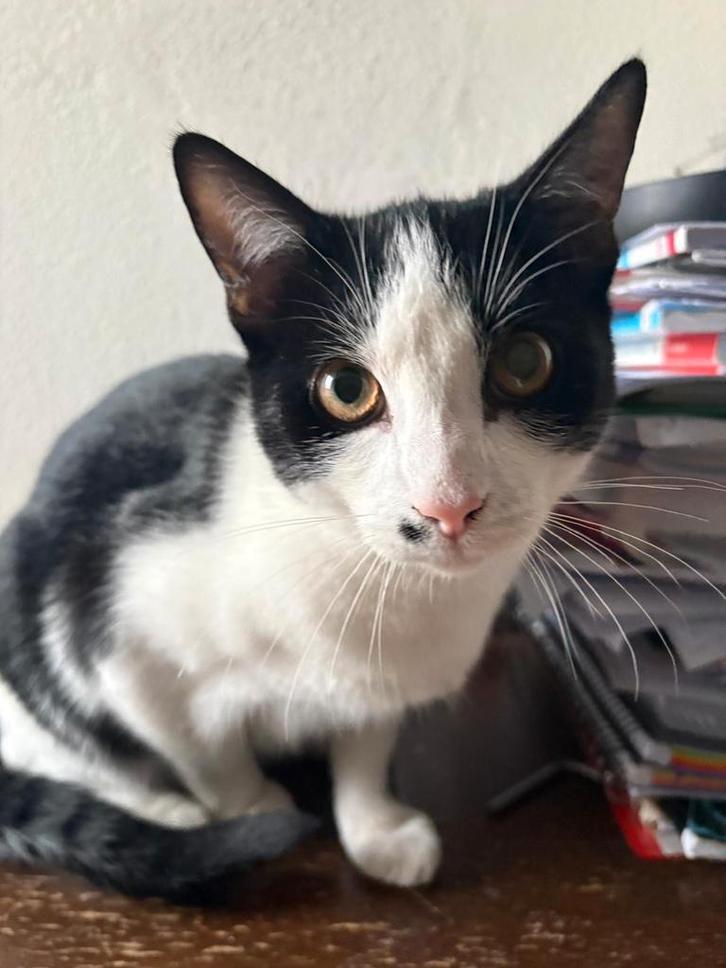 Kittens, Dieren en Toebehoren, Katten en Kittens | Dekkaters