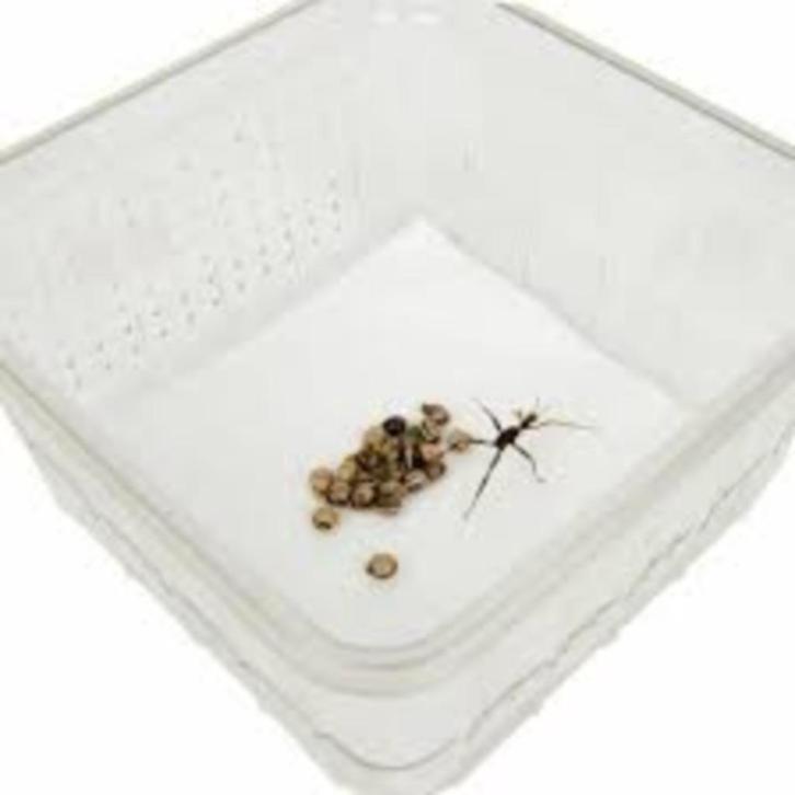 Flappentakken eitjes en nimfen (jonge flappentakken), Dieren en Toebehoren, Insecten en Spinnen, Wandelende tak